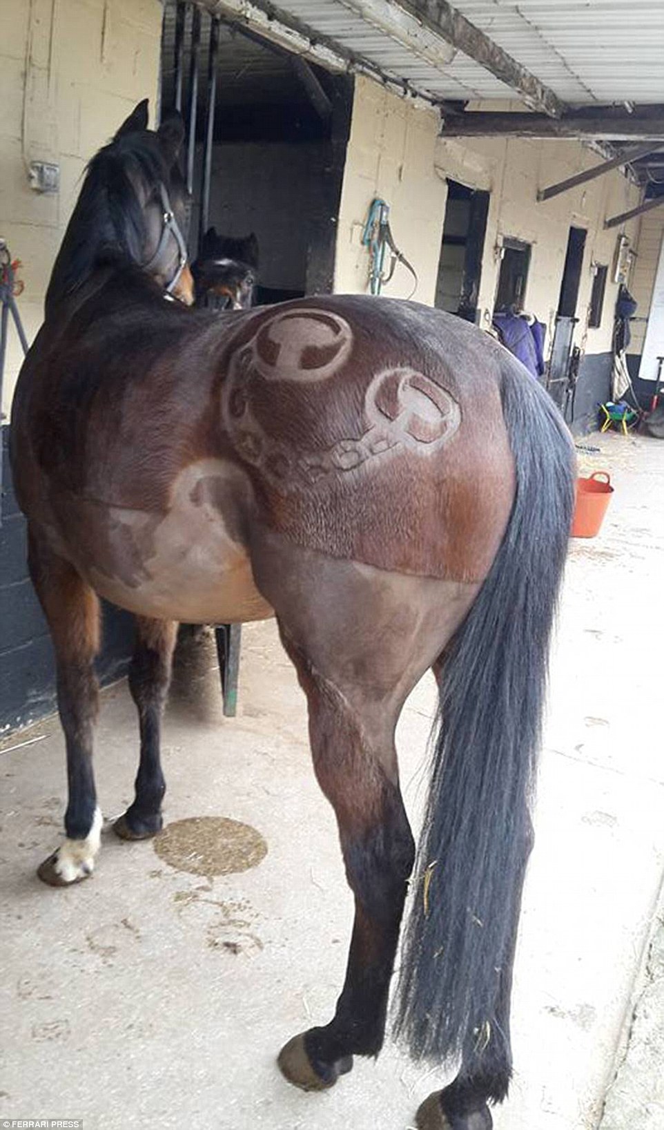 337DC45200000578-0-This_owner_wanted_chain_and_shackles_emblem_cut_into_their_horse-a-44_1461529042758.jpg