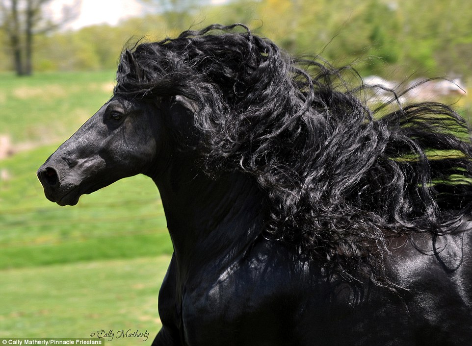 348CE43500000578-3604194-Fabulous_Friesian_The_horse_s_lustrous_mane_and_shiny_coat_have_-a-15_1464082328094.jpg